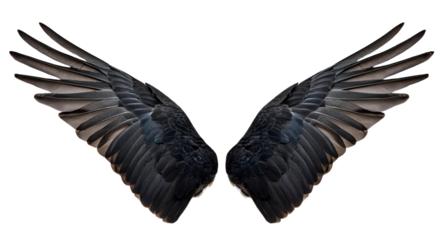 Dynamic photo of black angel wings, perfect for fantasy themes, spiritual or artistic concepts in stock images. High-resolution and impactful.