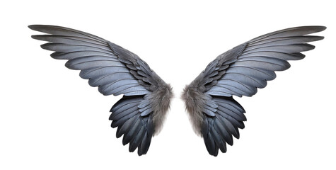 Fototapeta premium Elegant pair of realistic angel wings, gray feathers with subtle highlights. Isolated on white background, perfect for fantasy design.