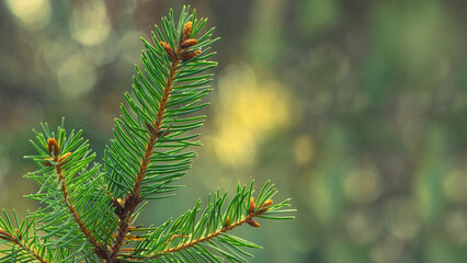 Part of a coniferous branch on a blurred, yellow-green natural background. Selective focus