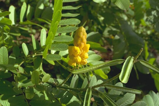 Senna alata (Cassia alata) - Candle Bush Bloom and Seed Pods
