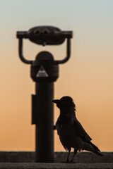 Silhouette of a hooded crow (Corvus cornix) sitting near an observation deck binoculars