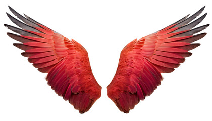 Obraz premium Vibrant red bird wings isolated on white background. Perfect for fantasy, nature, and design projects. High-quality stock photo.