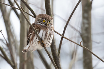 Eurasian pygmy owl