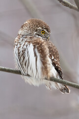 Eurasian pygmy owl