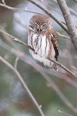 Eurasian pygmy owl