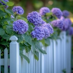 Fototapeta premium White picket fence with blooming hydrangeas in a cottage garden