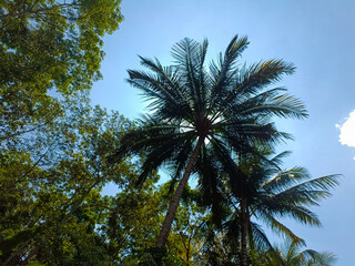Observing trees in the park on a sunny day with the sunlight filtering through the trees in a...