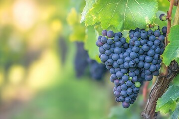 Clusters of Pinot Noir grapes hang on the vine in an Oregon vineyard to one side with soft blurred background. generative ai