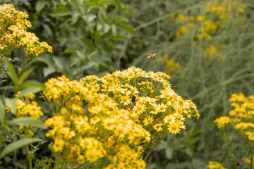 Abeille qui atterrit
