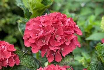 Hortensia rouge