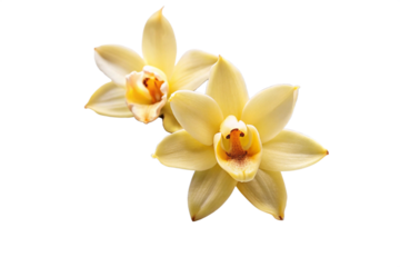 Vanilla flower pods and sticks isolated on a white background