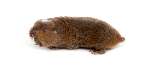 Ansell's mole-rat, Fukomys anselli, mouth open showing its huge teeth