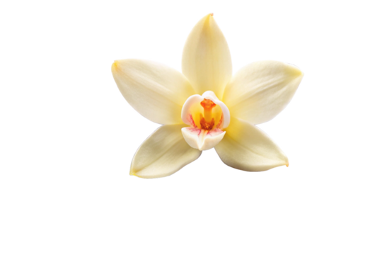 Vanilla flower pods and sticks isolated on a white background