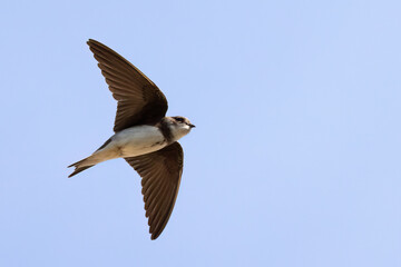 Collared Sand Martin