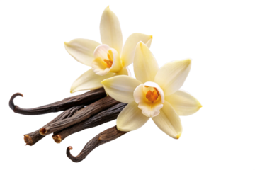 Vanilla flower pods and sticks isolated on a white background