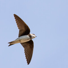 Collared Sand Martin