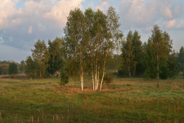 Detached groups of birch trees in a field on a sunny summer morning, Pushkinskiye Gory, Pskov...