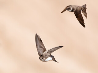 Collared Sand Martin