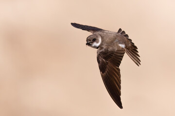 Collared Sand Martin