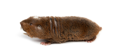 back view of a Ansell's mole-rat, Fukomys anselli, mouth open showing its huge teeth