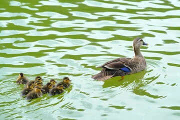 カルガ親子親子