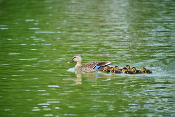 カルガ親子親子 © ogawaay