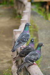 ハト