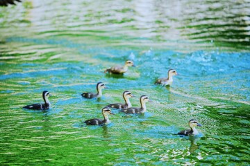 カルガモのヒナ © ogawaay