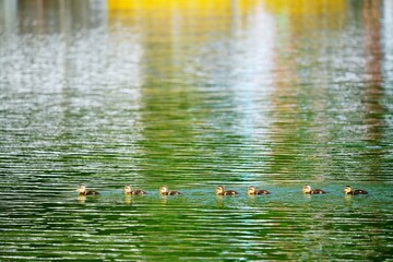 カルガモのヒナ © ogawaay