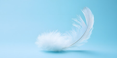 White fluffy bird feather on sky blue background