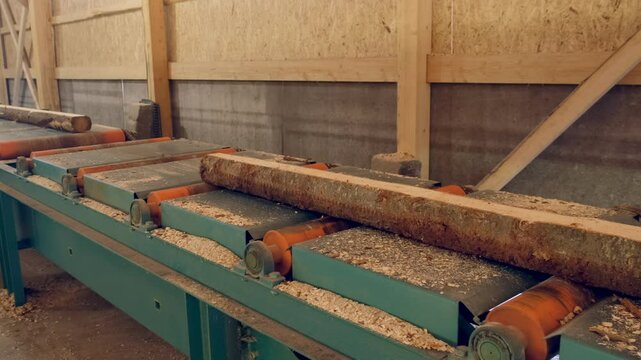 Logs moving on conveyer transporter from cutting machine at woodworking plant. Timber processing and woodworking industry. Working process sawing raw wood boards on saw-mill factory in cut workshop.