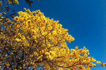 Golden trumpet tree, aka Yellow Ipe. Tabebuia Alba tree, Handroanthus albus. Brazilian ipê