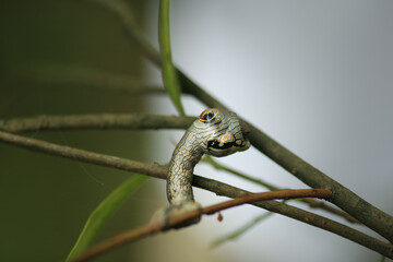  A macro shot of a Parapercnia giraffata caterpillar mimicking a snake. The caterpillar's enlarged thorax and eye-like spots create a striking resemblance to a small snake. Taiwan.
