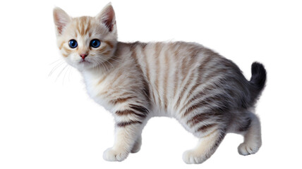 Obraz premium shorthair cat, British cat isolated on white, portrait of a cat