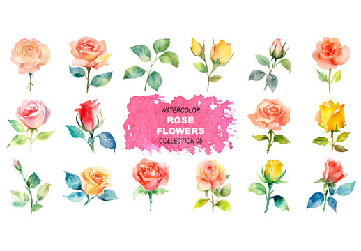 Vector watercolor painted style - rose flowers clipart isolated on white background. Created using Generative AI.