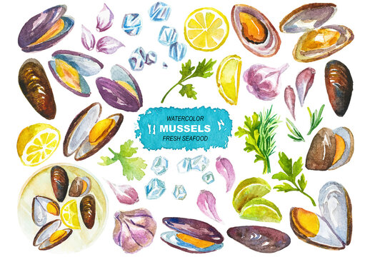 Vector watercolor painted mussels clipart. Hand drawn elements isolated on white background.