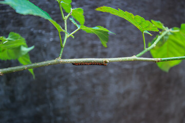 A macro shot of an orange-legged millipede crawling on a green twig. The millipede's numerous legs...