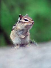 Chipmunk standing on its hind legs and looking around