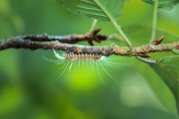 A small, fuzzy caterpillar(Manulea hokopo) with orange and white markings clings to a green twig. Its long, silky hairs provide excellent camouflage. Wulai, Taiwan.