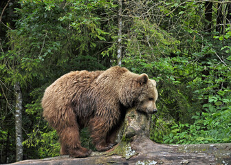 Braunbär im Cumberland Wildpark Grünau in Österreich
