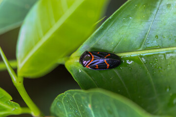 A vibrant two-lined spittlebug (Okiscarta uchidae) resting on a green leaf. Its black body is adorned with striking red markings, making it a colorful subject against the foliage. Taiwan.