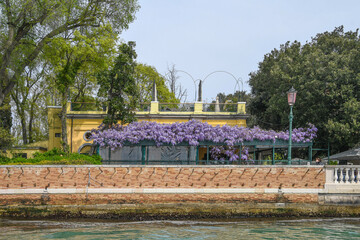 Eine alte Villa umrankt von Blauregen