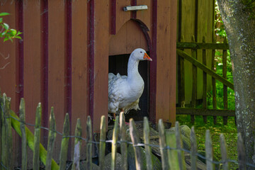 Ungarische Lockengans