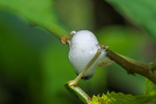A macro shot of a frothy spittlebug nest on a plant stem. The foamy mass provides protection for the nymph developing inside. Taiwan.