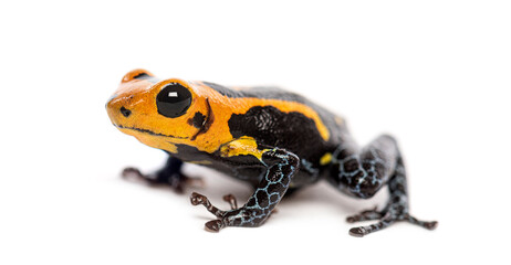 Vibrant orange and black Mimic Poison Frog, Ranitomeya imitator jeberos, isolated on white