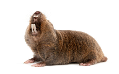 Ansell's mole-rat, Fukomys anselli, mouth open showing its huge teeth, isolated on white