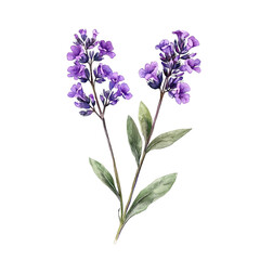Naklejka premium Verbena botanical watercolor clip art isolated on white background