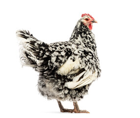 Black and white Gournay hen, Norman Gournay chicken, looking at the camera, isolated on white