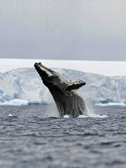 Fototapeta premium A majestic humpback whale leaps out of the water, its mouth wide open in a display of strength and grace. 