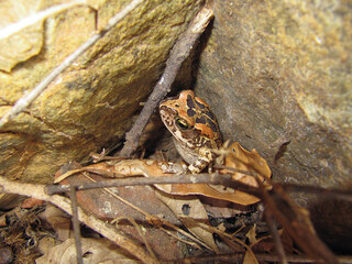 A frog hiding in between two rocks